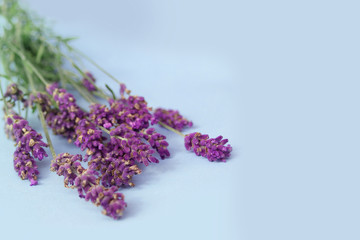 bouquet of fragrant lilac lavender on a blue background, festive concept, aromatherapy, close-up, copy space