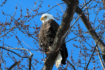 Eagle