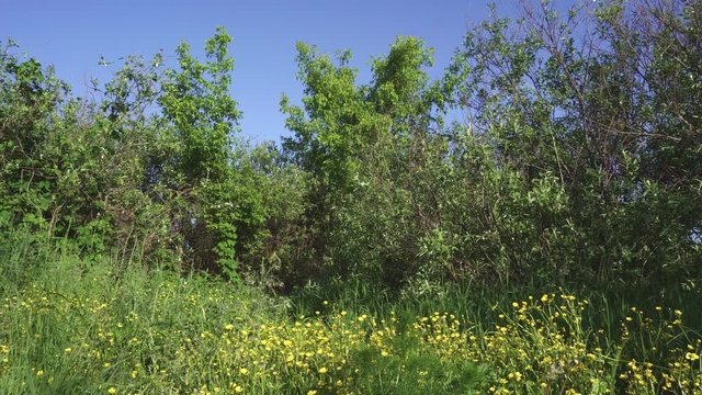 Static shot of a summer sunny day on a small lawn in the forest. View of green trees, forbs and yellow wildflowers. The wind sways the vegetation slightly.