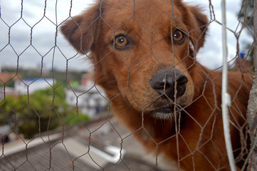 Brown dog looking through the cage