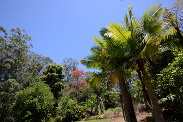 Fototapeta na wymiar Coconut palms in the bush