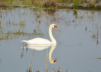 Mute Swan in marsh