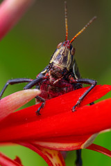 fotografia macro de saltamontes sobre flor roja