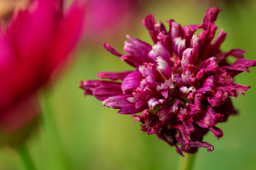 fotografia macro de petalos de flor morada