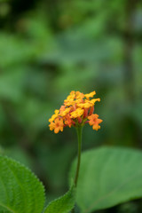 hermosa flor para pantalla
