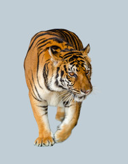 Bengal Tiger isolared on white