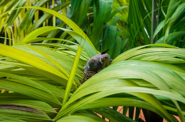 Bird nest on the palm branch. Birds in the nest.