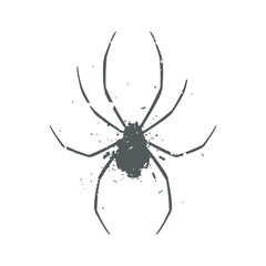 art spider illustration