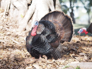 New Caledonia Photography