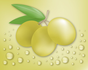 nature olive illustration