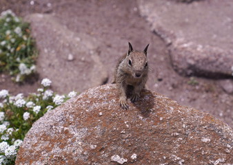 Squirrel coming over rock