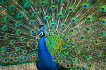 Obraz premium 孔雀