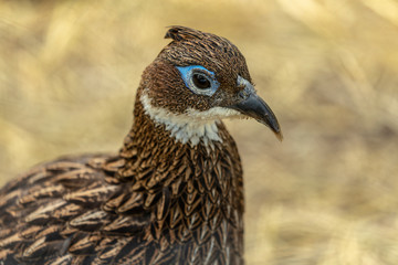 Fototapeta premium The female Himalayan monal (Lophophorus impejanus) ,national bird of Nepal. In Nepal, it is known as danphe.Picture from ZOO.