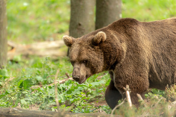 Fototapeta premium The brown bear (Ursus arctos) in its natural environment natural scene from forest habitat
