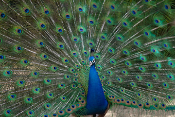 Naklejka premium 孔雀