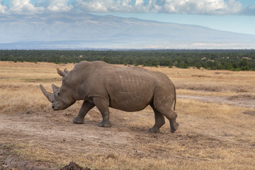 Obraz premium Adult White Rhino Striding Across the Savanna, Ol Pejeta Conservancy, Kenya, AFrica