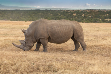 Obraz premium White Rhino Grazing, Ol Pejeta Conservancy, Kenya, Africa