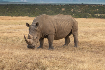 Fototapeta premium White Rhino Grazing on the Savanna, Ol Pejeta Conservancy, Kenya, Africa