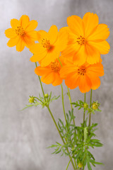 orange flowers of orange cosmos on a dark background
