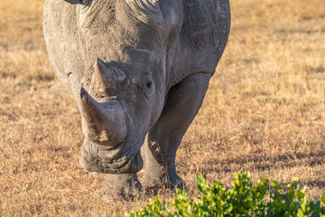 Closeup of White Rhino, Ol Pejeta Conservancy, Kenya