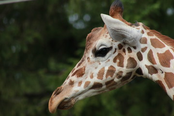 close up of giraffe