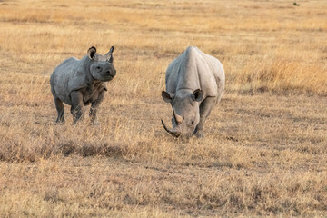 Mother & Child White Rhinos, Ol Pejeta Conservandy, Kenya