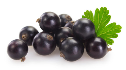 Black currant on white background