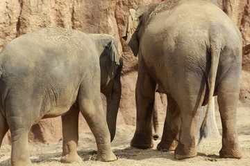 Naklejka premium elephant in zoo