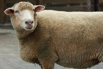 sheep on farm