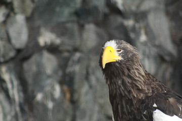 Hawk profile