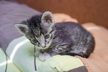 Fototapeta na wymiar Sad lonely kitten in an animal shelter. abandoned kitten is taken to family.