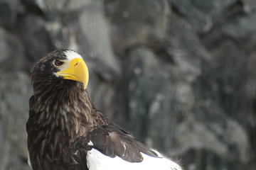 Hawk profile