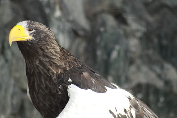 Hawk profile