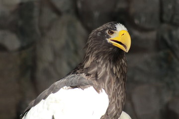 Hawk profile