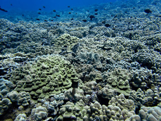 Naklejka na ściany i meble Coral Landscape Underwater in Hawaii