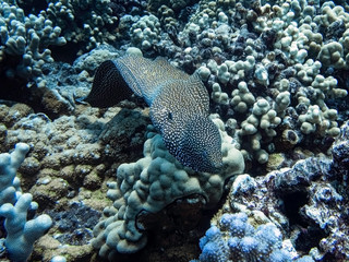 Naklejka na ściany i meble Moray Eel Swims Towards Camera over Coral