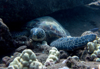 Close Up Hawaiian Green Sea Turtle Underwater