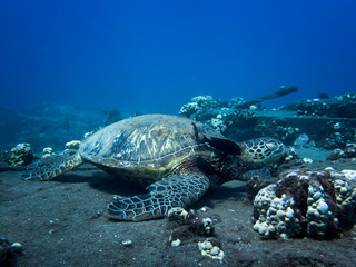 Obraz premium Green Sea Turtle Underwater with Fish Cleaning Shell