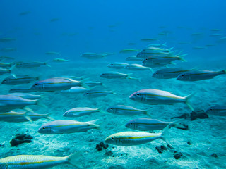 Fototapeta na wymiar School of Yellow Stripe Goatfish Swim Under Ocean Blue