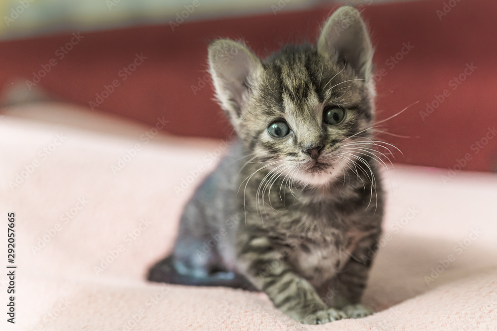 Wall mural small gray striped kitten is looking into frame. kitten is 1 month old. Newborn kitten without mom.