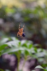 Spider eating fly
