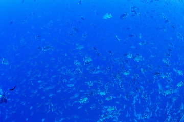 パラオ_ペリリュー_スキューバダイビング