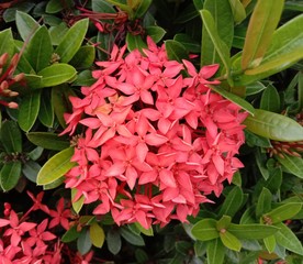 Red needle flower is a shrub arranged in the family Rubiaceae. The nature of the flower is due to being in a bouquet of various colors, medicinal value.