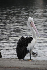 Australian Pelican on Throsby Creek Newcastle Australia