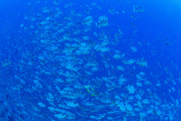 パラオ_ペリリュー_スキューバダイビング