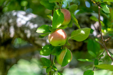 red apples on a branch