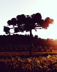 Silhouette of a tree with sun beams