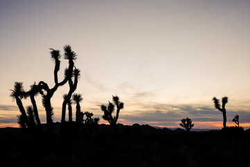 silhouette of people at sunset