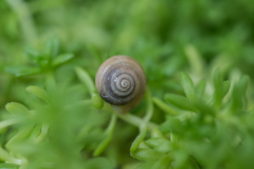 Tiny snail over a leaf