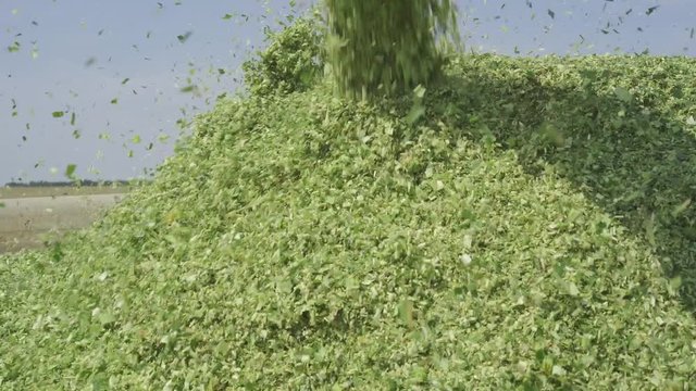 harvester reaps crop corn Silo Field
